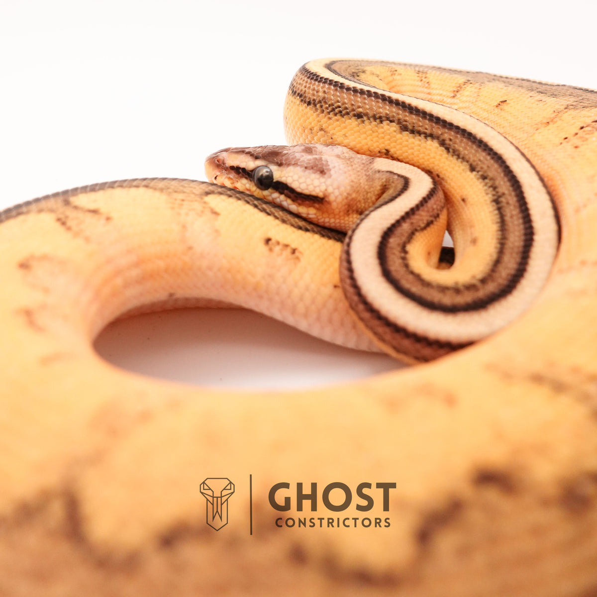 Firefly G-Stripe 66% Het Clown — Male, 2024 hatch, captive-bred by Ghost Constrictors