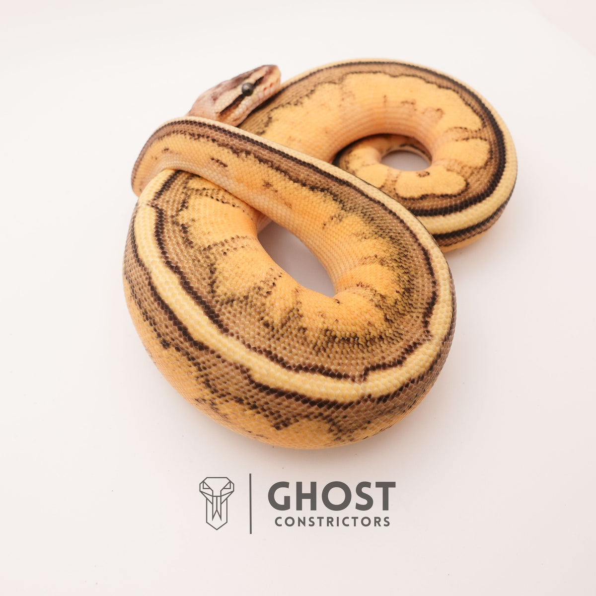 Firefly G-Stripe 66% Het Clown — Male, 2024 hatch, captive-bred by Ghost Constrictors