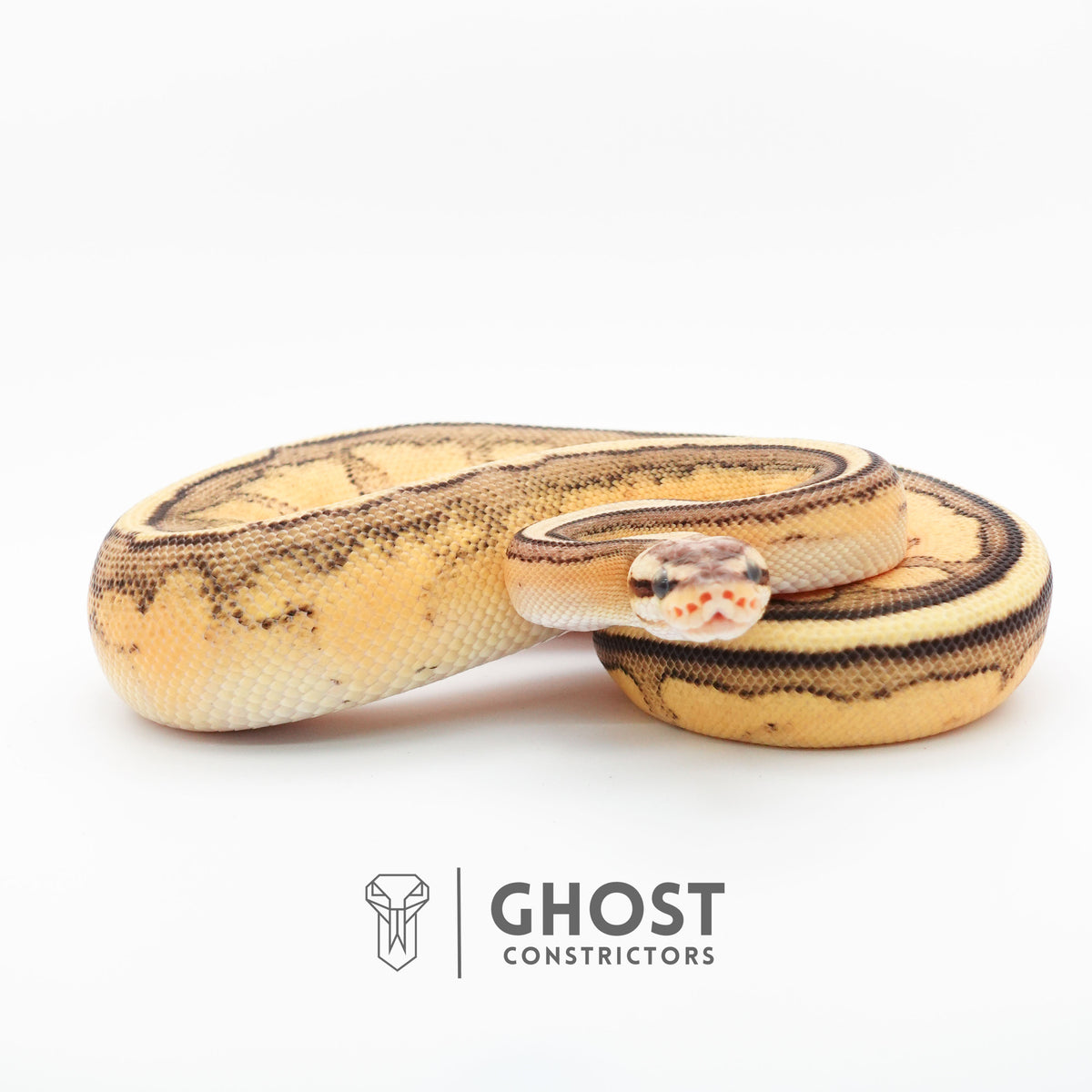 Firefly G-Stripe 66% Het Clown — Male, 2024 hatch, captive-bred by Ghost Constrictors