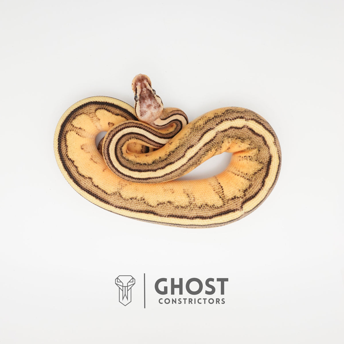 Firefly G-Stripe 66% Het Clown — Male, 2024 hatch, captive-bred by Ghost Constrictors