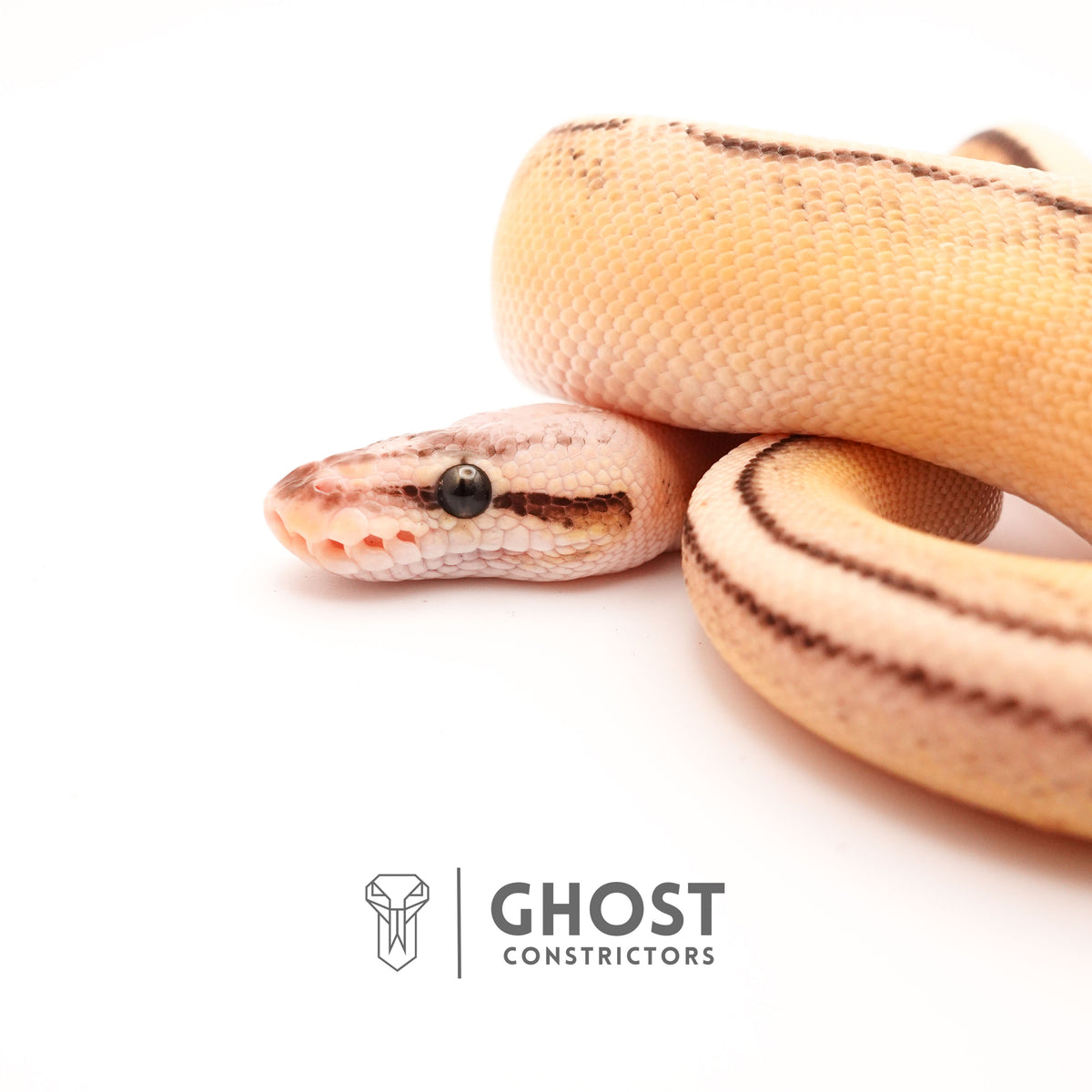 Superfly G-Stripe 66% Het Clown — Male, 2024 hatch, captive-bred by Ghost Constrictors