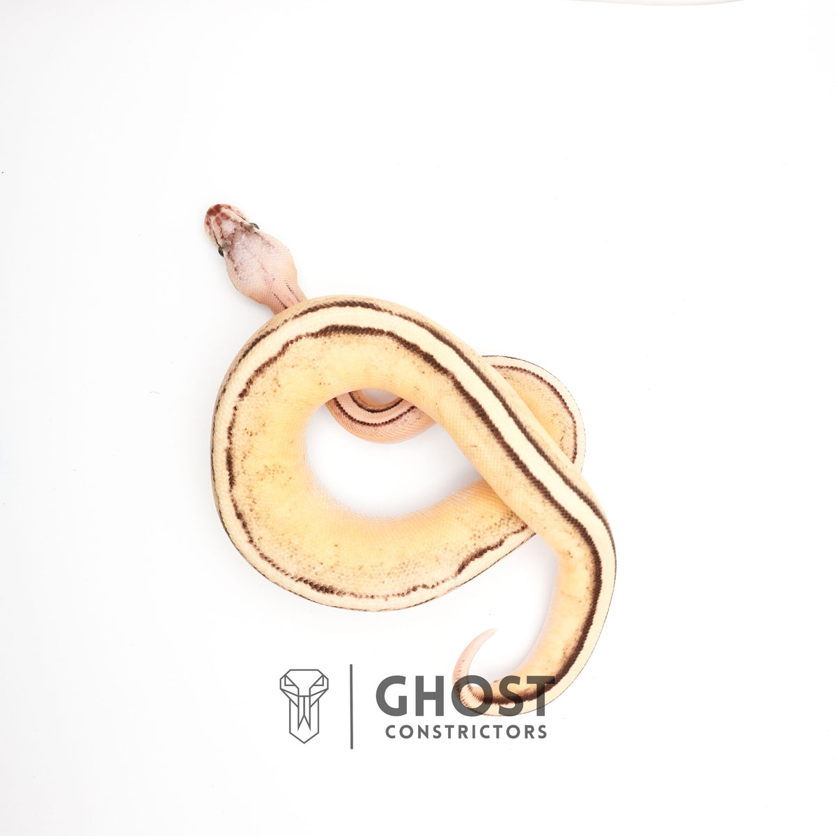 Superfly G-Stripe 66% Het Clown — Male, 2024 hatch, captive-bred by Ghost Constrictors
