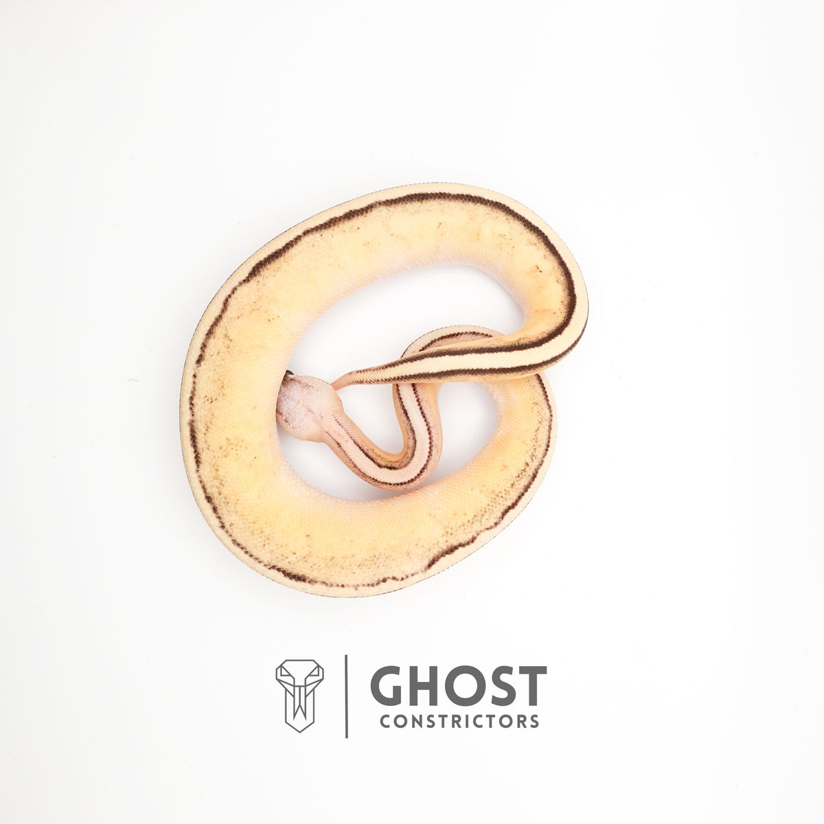 Superfly G-Stripe 66% Het Clown — Male, 2024 hatch, captive-bred by Ghost Constrictors