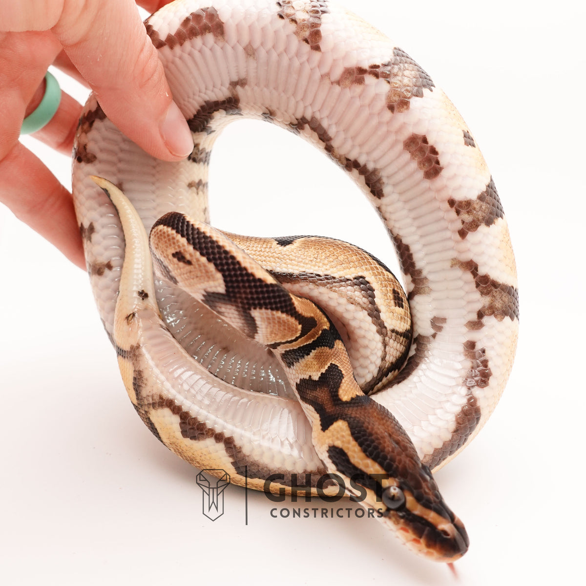 Vanilla Het Piebald Ball Python — Male, 2024 hatch, captive-bred by Ghost Constrictors
