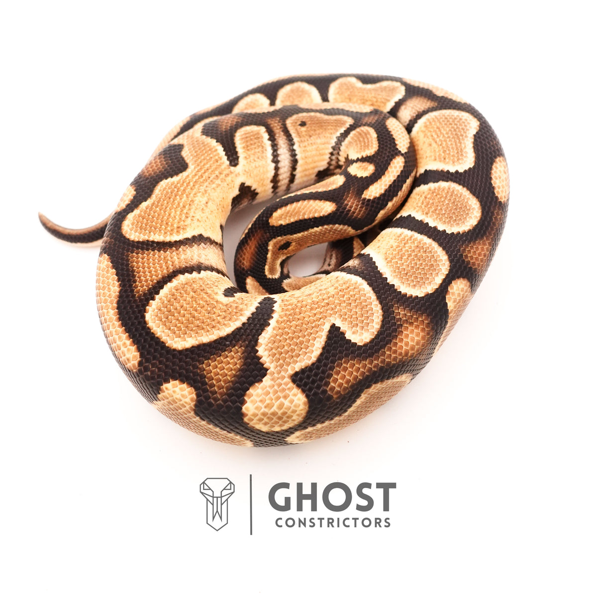 Vanilla Het Piebald Ball Python — Male, 2024 hatch, captive-bred by Ghost Constrictors