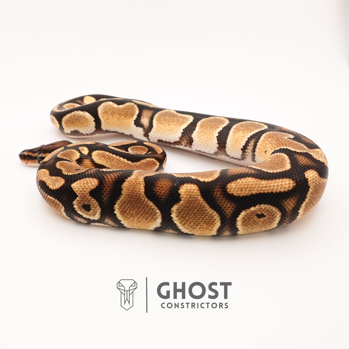 Vanilla Het Piebald Ball Python — Male, 2024 hatch, captive-bred by Ghost Constrictors