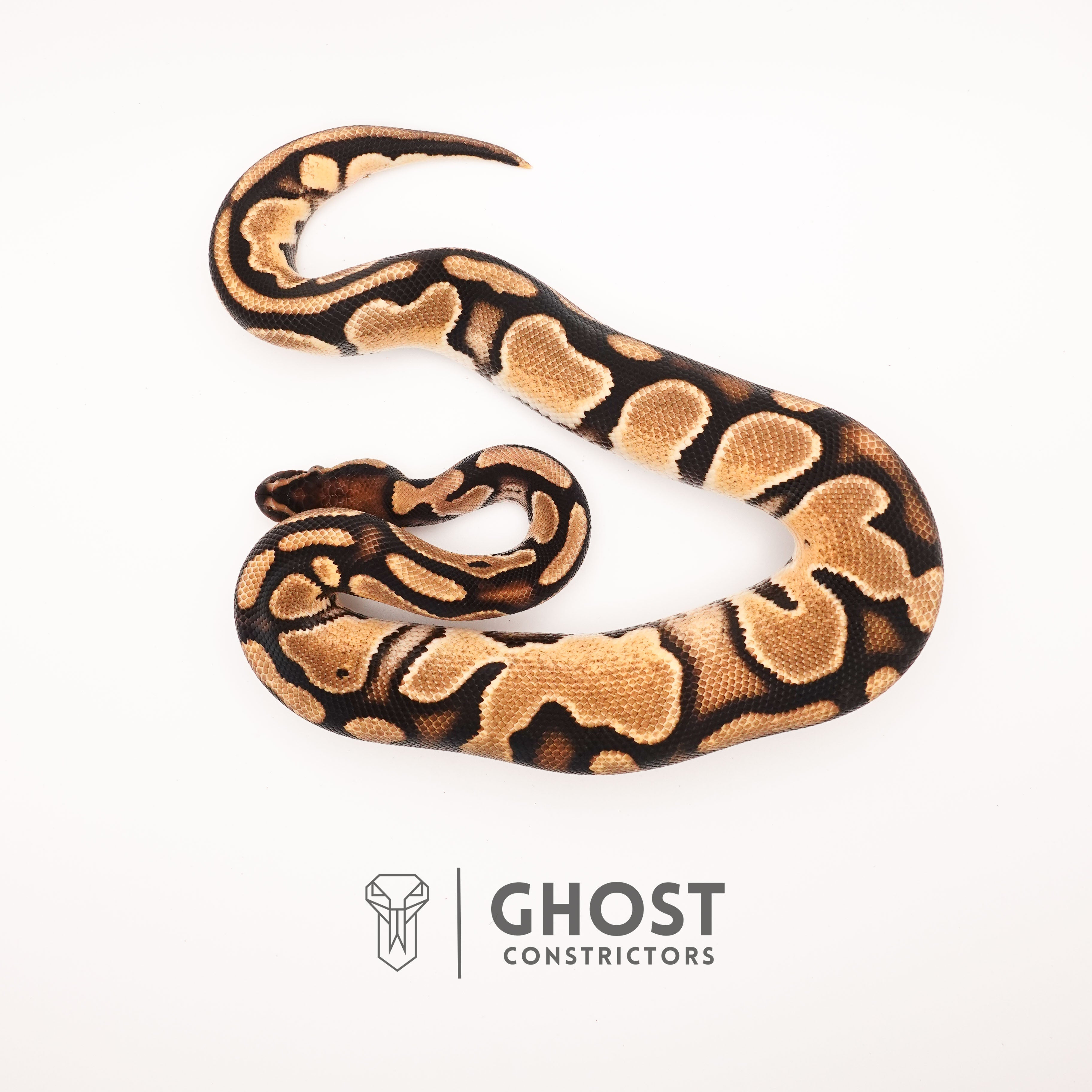 Vinalla Python Vanilla Het Piebald Ball Python for Sale | Ghost Constrictors