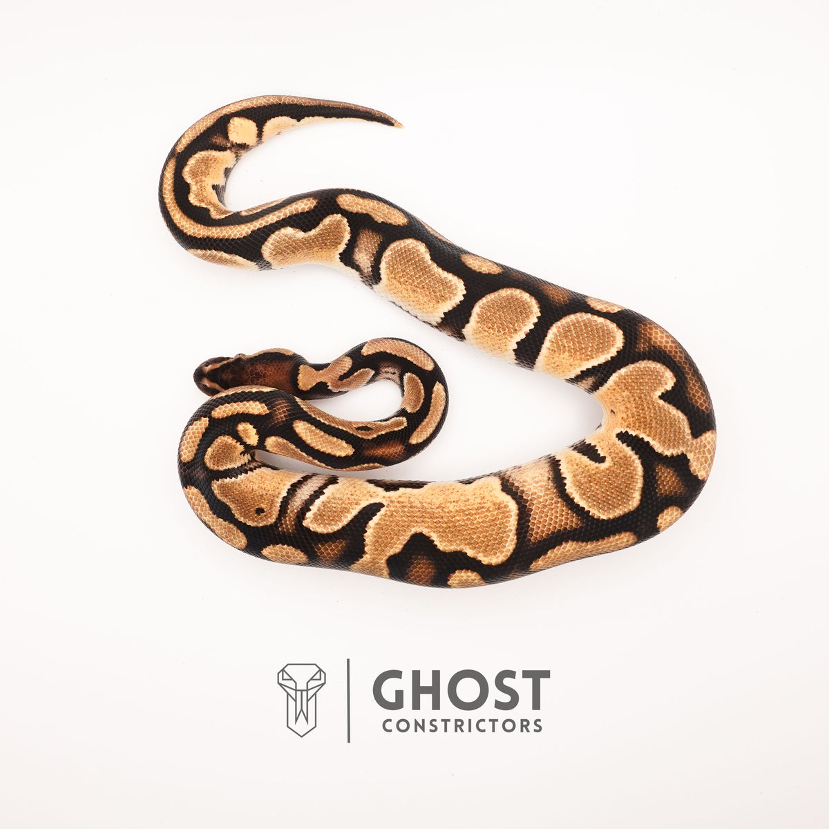 Vanilla Het Piebald Ball Python — Male, 2024 hatch, captive-bred by Ghost Constrictors