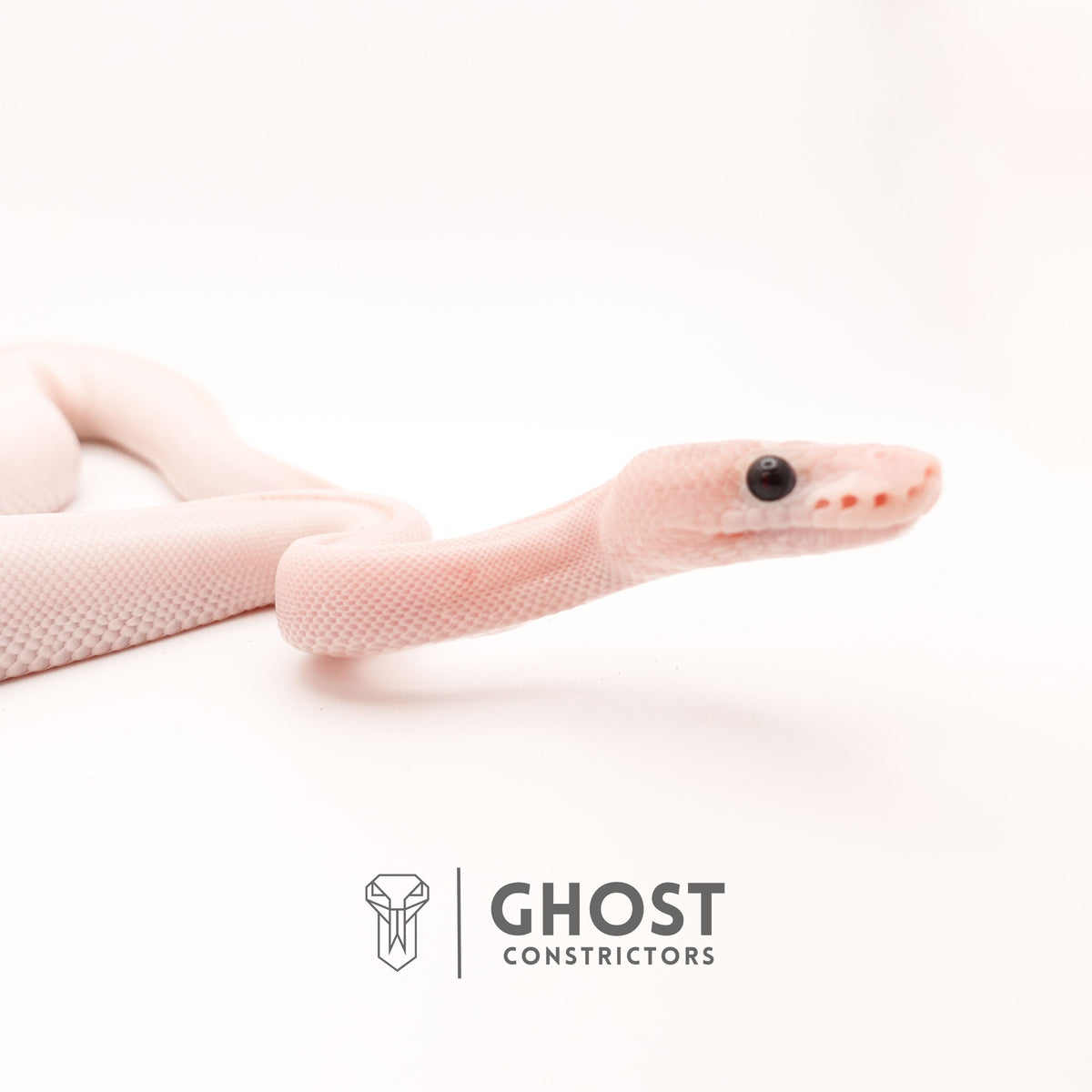 (Suma) Ivory (Blackhead) (GHI) — Female, 2024 hatch, captive-bred by Ghost Constrictors