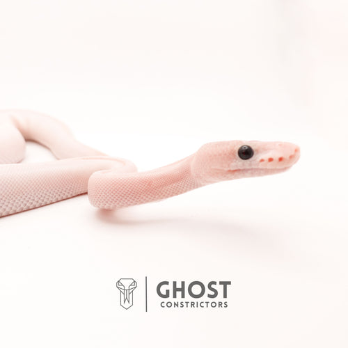 (Suma) Ivory (Blackhead) (GHI) — Female, 2024 hatch, captive-bred by Ghost Constrictors