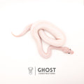 (Suma) Ivory (Blackhead) (GHI) — Female, 2024 hatch, captive-bred by Ghost Constrictors