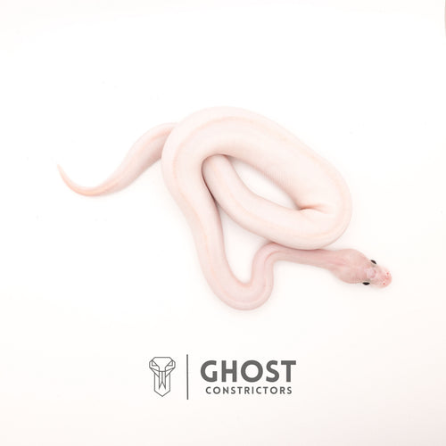 (Suma) Ivory (Blackhead) (GHI) — Female, 2024 hatch, captive-bred by Ghost Constrictors
