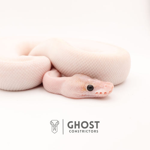 (Suma) Ivory (Blackhead) (GHI) — Female, 2024 hatch, captive-bred by Ghost Constrictors