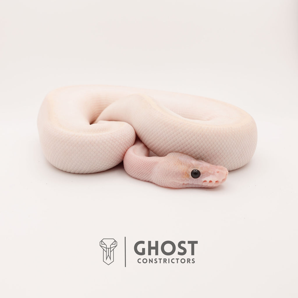 (Suma) Ivory (Blackhead) (GHI) — Female, 2024 hatch, captive-bred by Ghost Constrictors