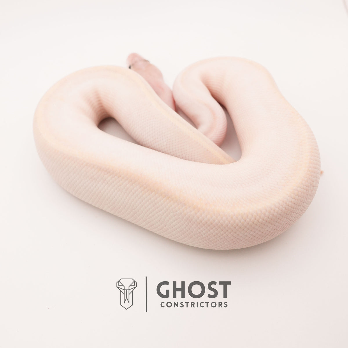 (Suma) Ivory (Blackhead) (GHI) — Female, 2024 hatch, captive-bred by Ghost Constrictors