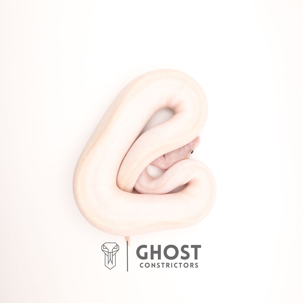 (Suma) Ivory (Blackhead) (GHI) — Female, 2024 hatch, captive-bred by Ghost Constrictors
