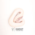 (Suma) Ivory (Blackhead) (GHI) — Female, 2024 hatch, captive-bred by Ghost Constrictors