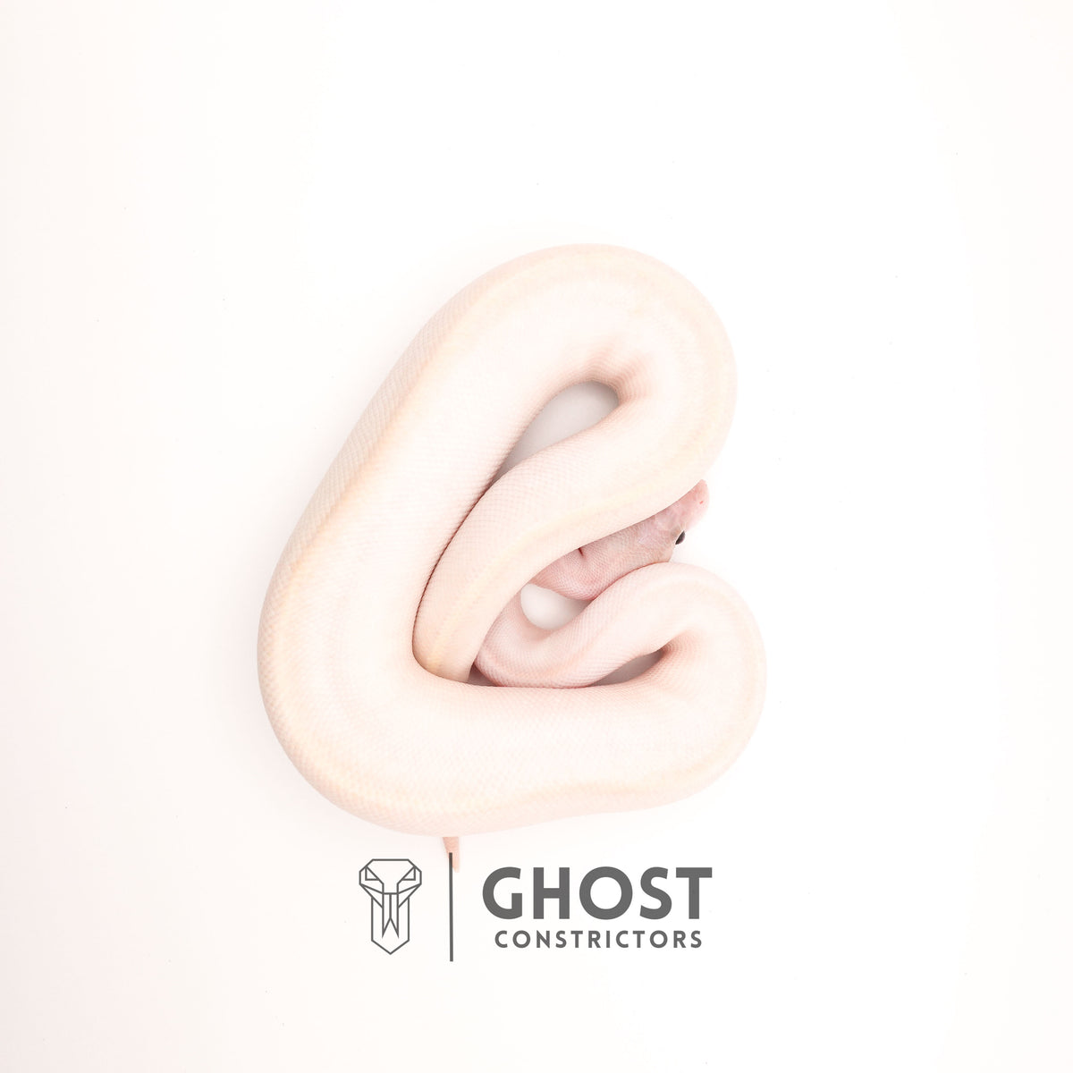 (Suma) Ivory (Blackhead) (GHI) — Female, 2024 hatch, captive-bred by Ghost Constrictors