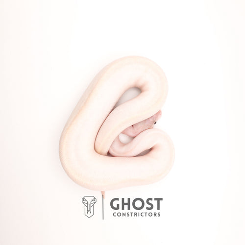 (Suma) Ivory (Blackhead) (GHI) — Female, 2024 hatch, captive-bred by Ghost Constrictors