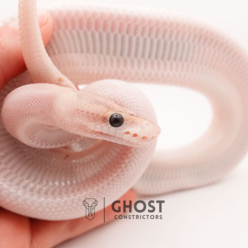 (Suma) Ivory (Blackhead) (GHI) - Ivory Ball Python — Female, 2024 hatch, captive-bred by Ghost Constrictors