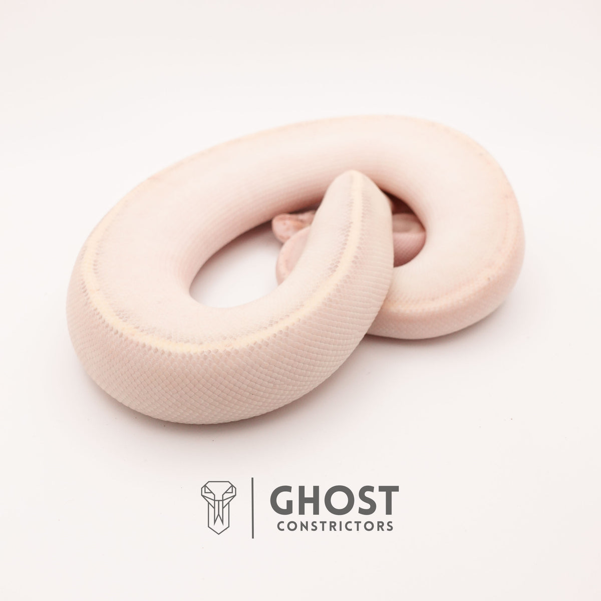 (Suma) Ivory (Blackhead) (GHI) - Ivory Ball Python — Female, 2024 hatch, captive-bred by Ghost Constrictors