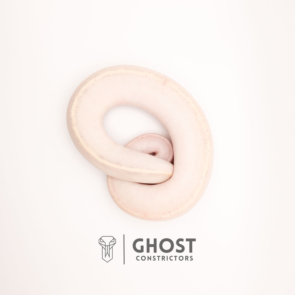 (Suma) Ivory (Blackhead) (GHI) - Ivory Ball Python — Female, 2024 hatch, captive-bred by Ghost Constrictors