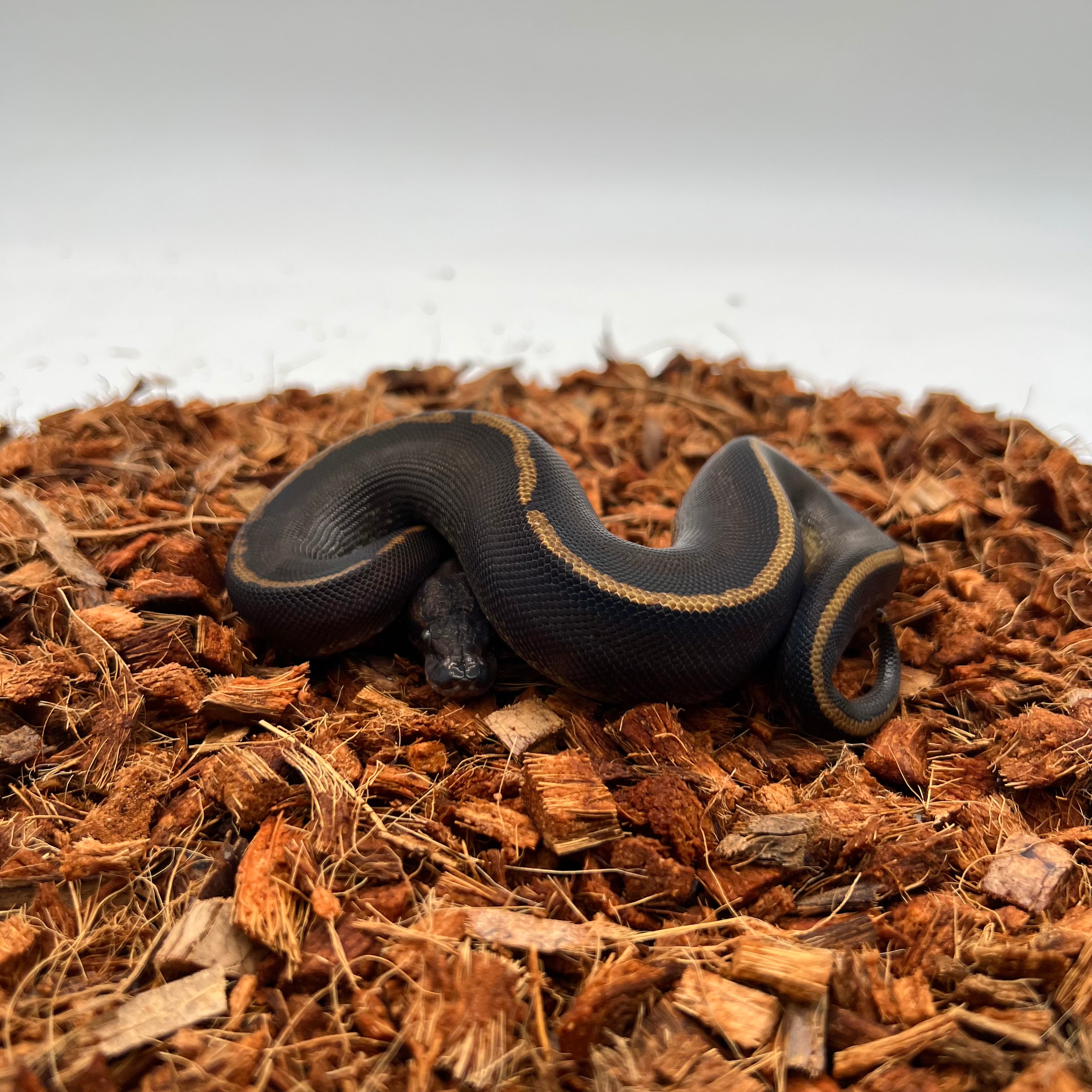 Mahogany, Black Head, GHI, Poss Yellow Belly — captive-bred by Ghost Constrictors