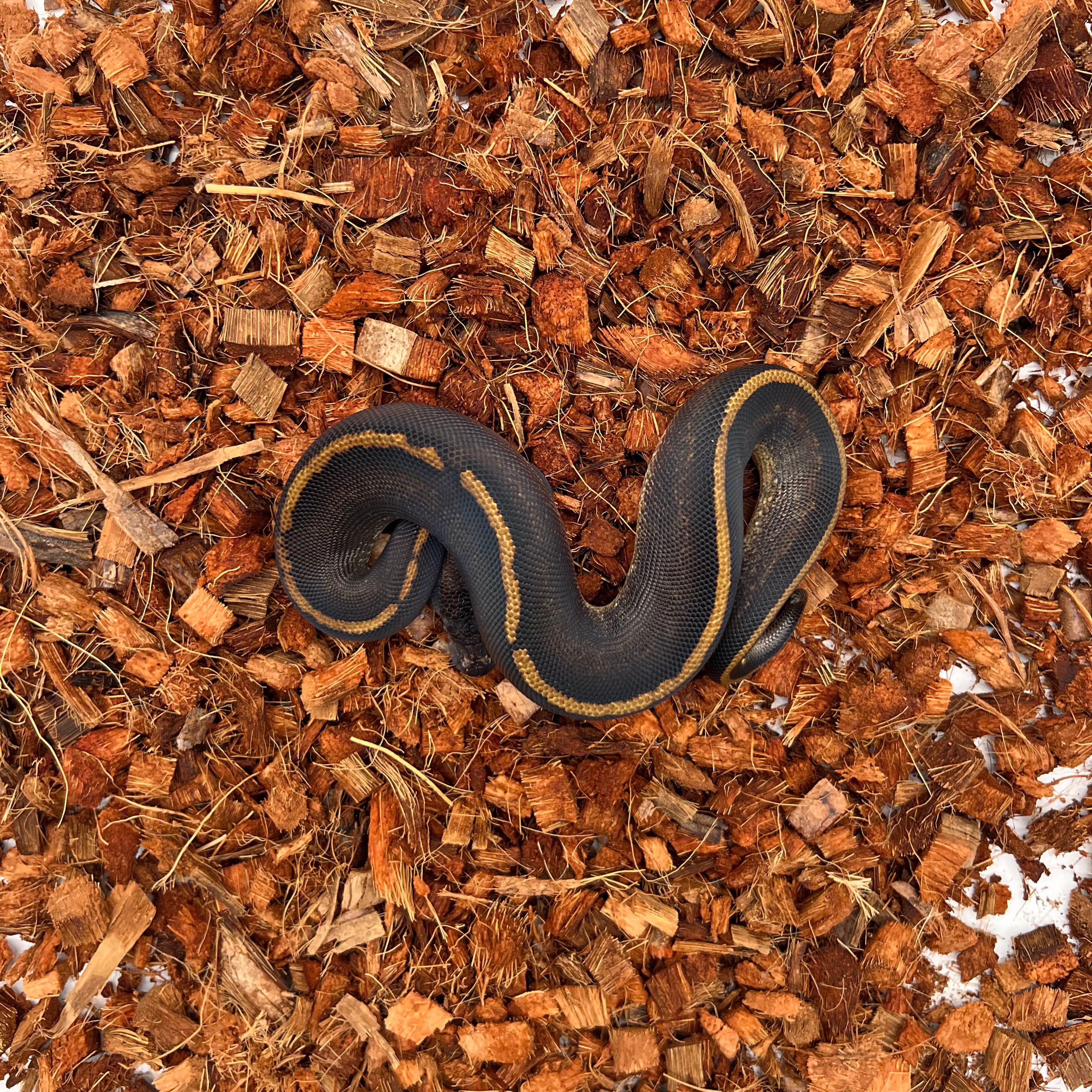 Mahogany, Black Head, GHI, Poss Yellow Belly — captive-bred by Ghost Constrictors