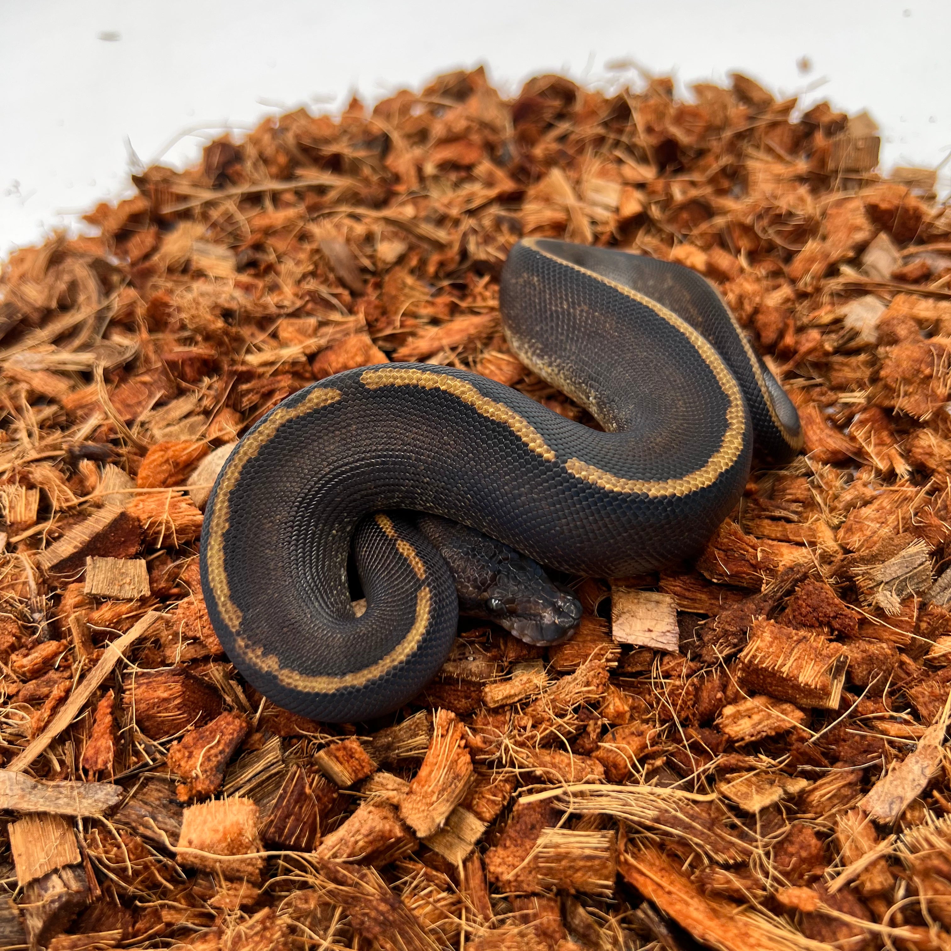 Mahogany, Black Head, GHI, Poss Yellow Belly — captive-bred by Ghost Constrictors