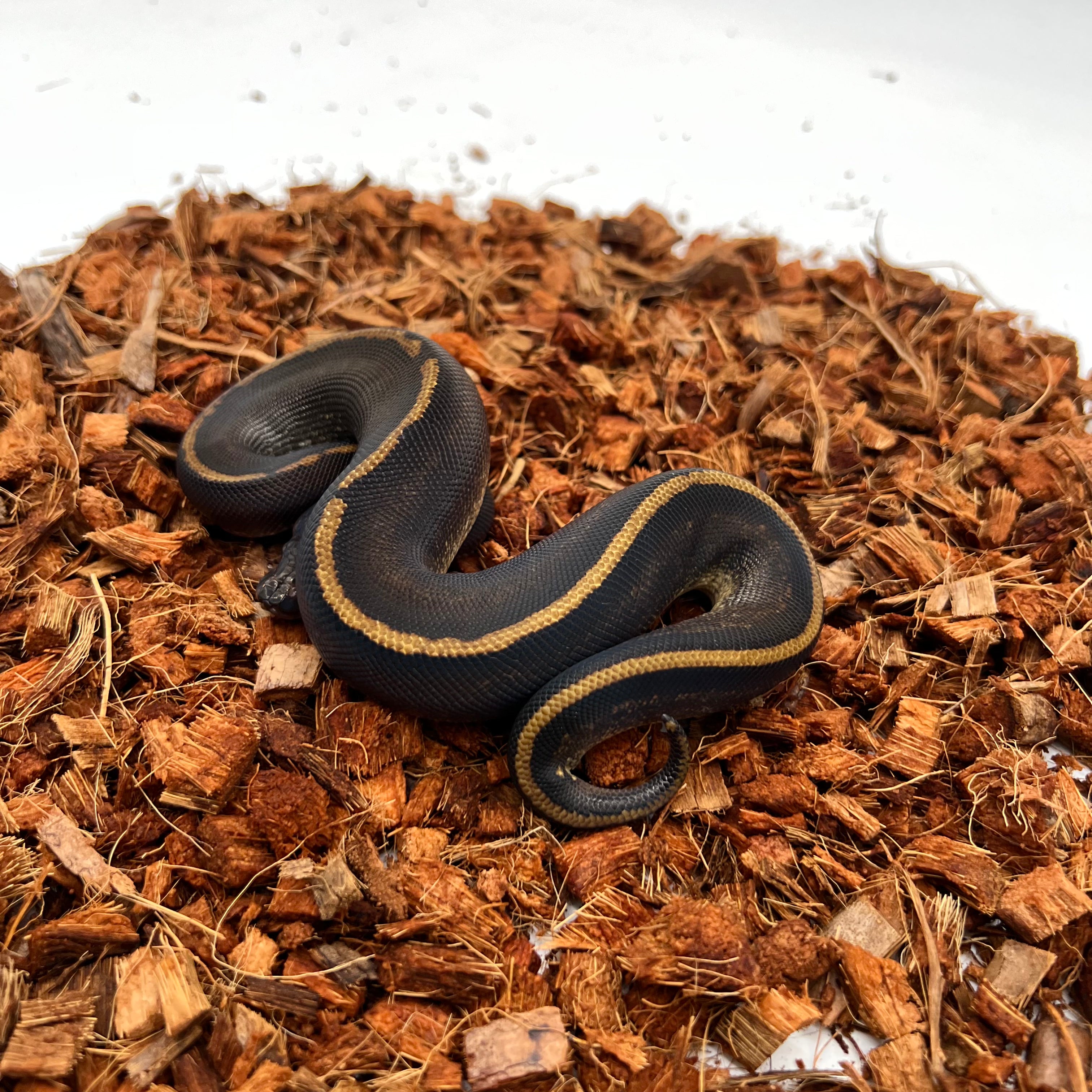 Mahogany, Black Head, GHI, Poss Yellow Belly — captive-bred by Ghost Constrictors