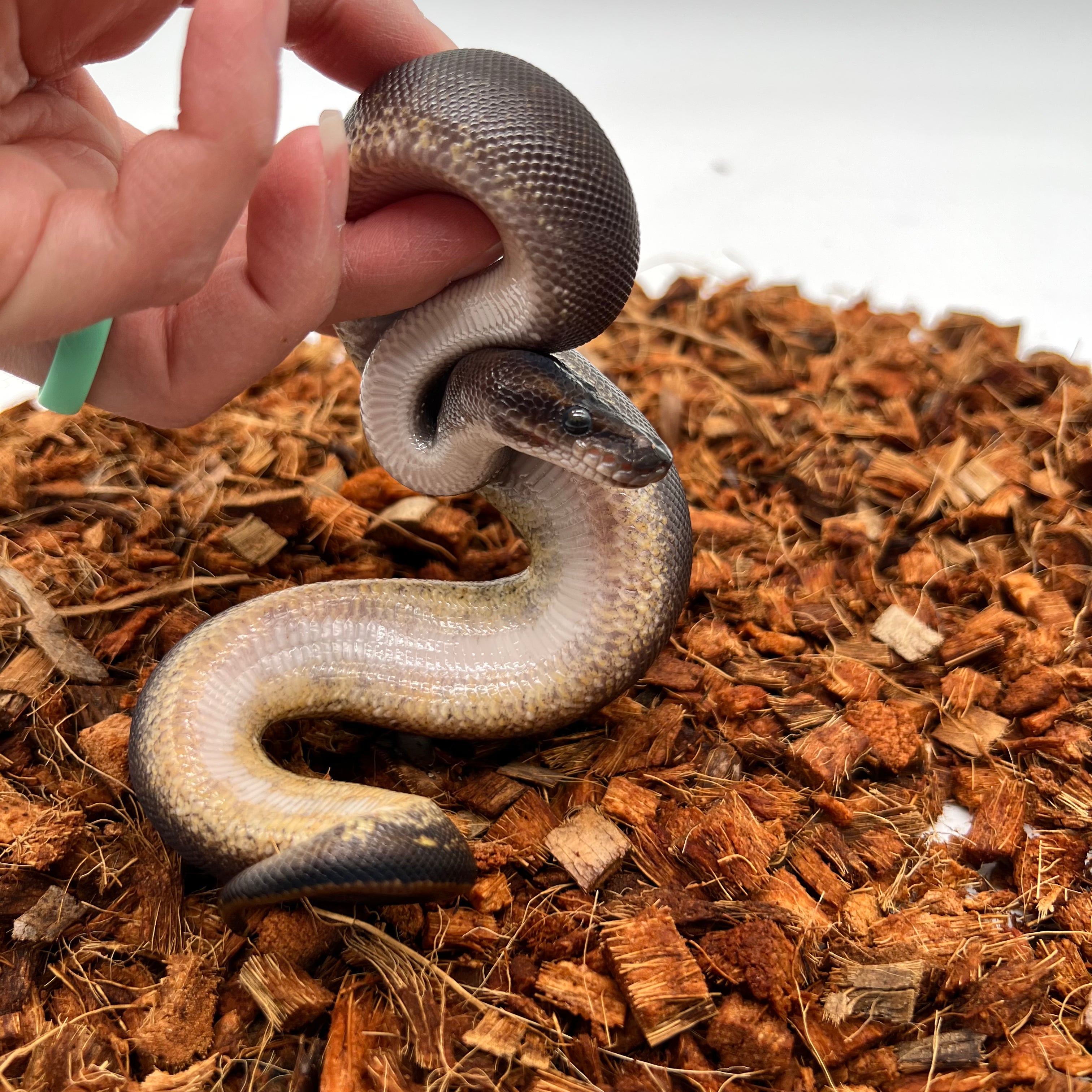Mahogany, Black Head, GHI, Poss Yellow Belly — captive-bred by Ghost Constrictors