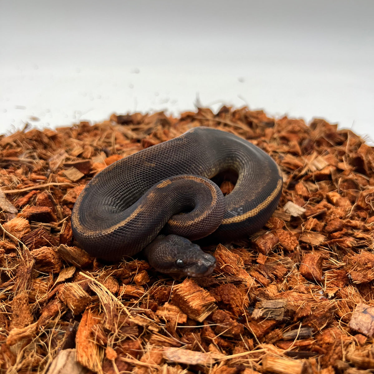 Blackhead GHI Mahogany (YB) — Female, 2024 hatch, captive-bred by Ghost Constrictors