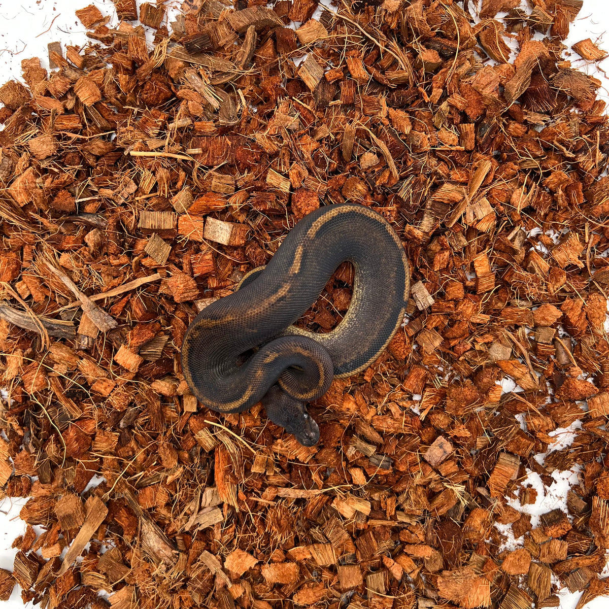 Blackhead GHI Mahogany (YB) — Female, 2024 hatch, captive-bred by Ghost Constrictors