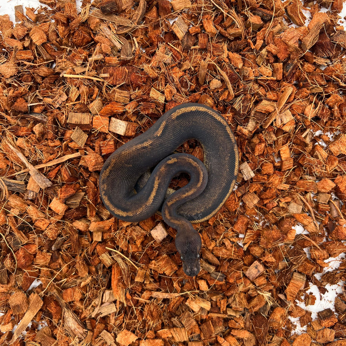 Blackhead GHI Mahogany (YB) — Female, 2024 hatch, captive-bred by Ghost Constrictors