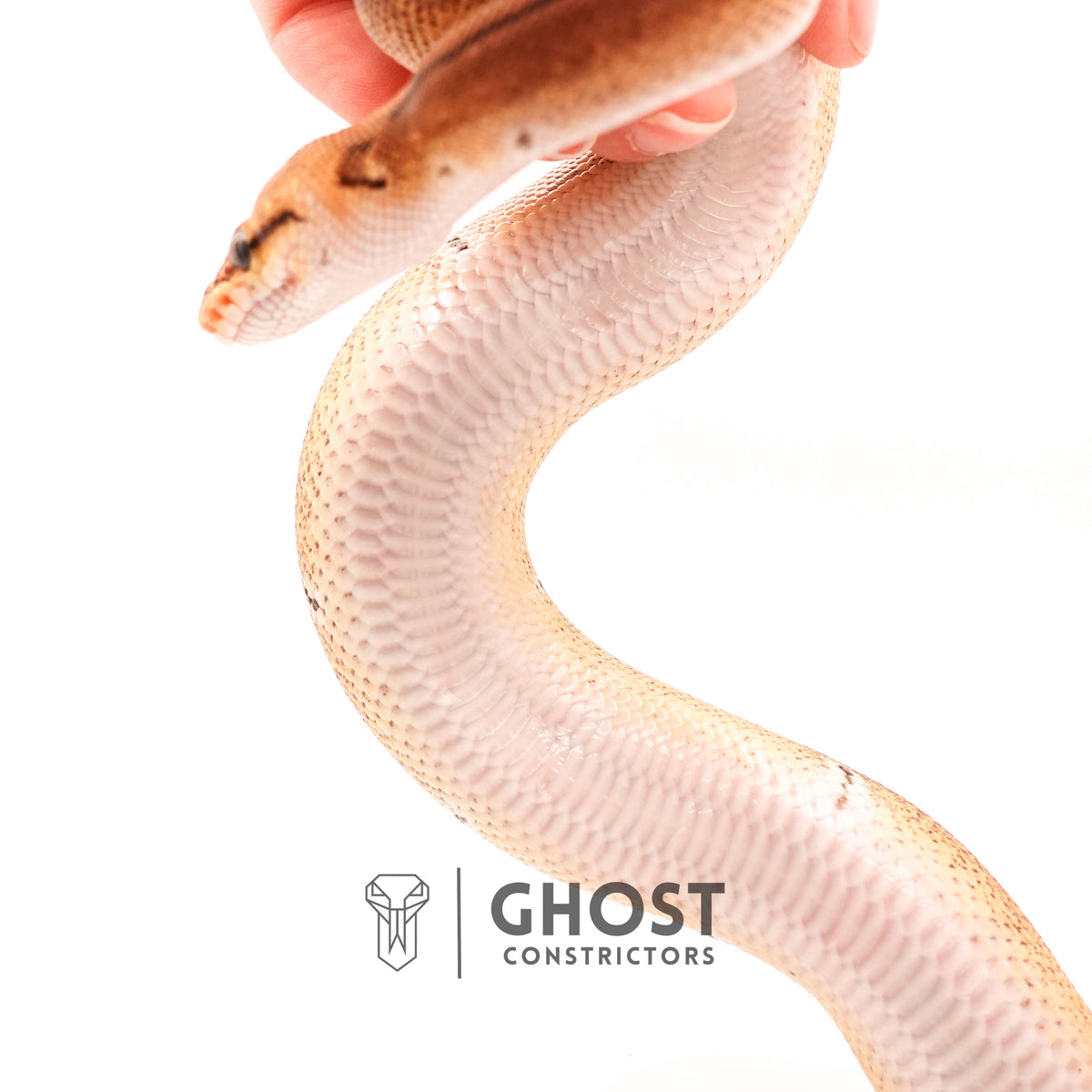 Pinstripe Russo Double Het Clown Hypo Ball Python — Female, 2024 hatch, captive-bred by Ghost Constrictors