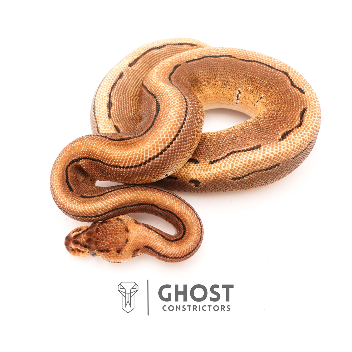 Pinstripe Russo Double Het Clown Hypo Ball Python — Female, 2024 hatch, captive-bred by Ghost Constrictors