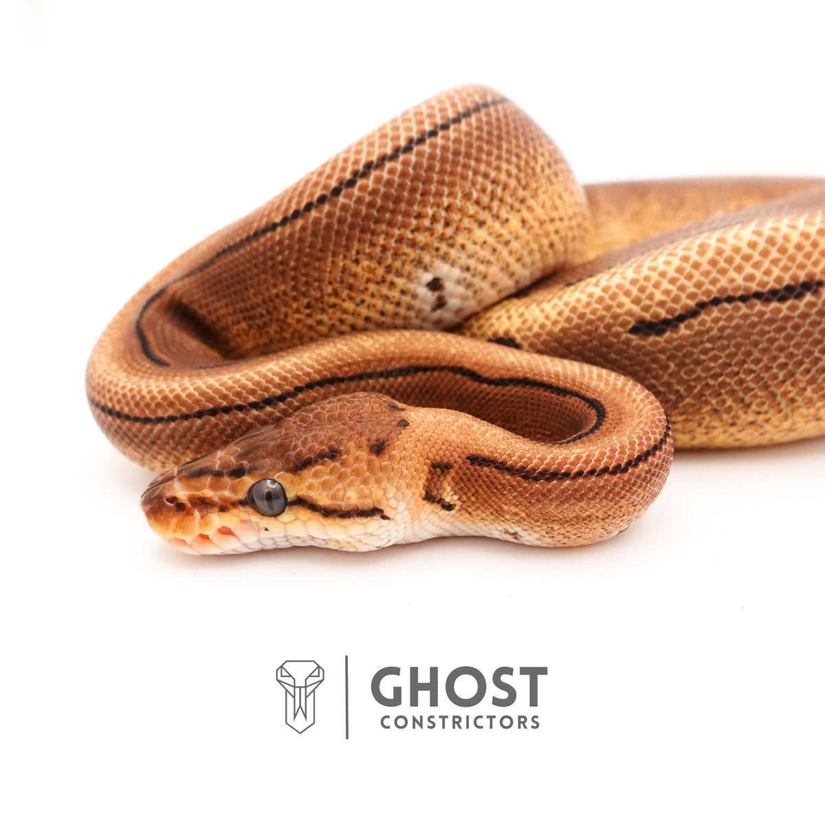 Pinstripe Russo Double Het Clown Hypo Ball Python — Female, 2024 hatch, captive-bred by Ghost Constrictors