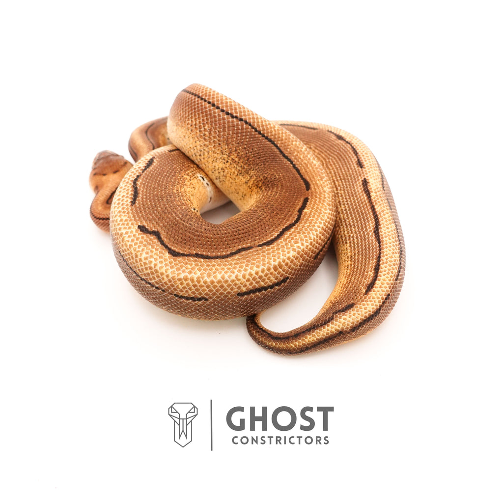 Pinstripe Russo Double Het Clown Hypo Ball Python — Female, 2024 hatch, captive-bred by Ghost Constrictors