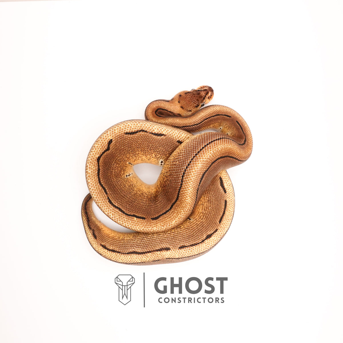 Pinstripe Russo Double Het Clown Hypo Ball Python — Female, 2024 hatch, captive-bred by Ghost Constrictors
