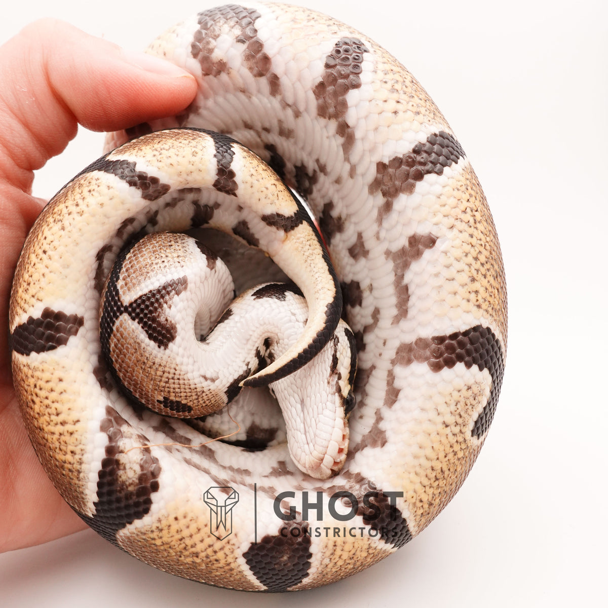 Possible Russo Double Het Clown Hypo Ball Python — Female, 2024 hatch, captive-bred by Ghost Constrictors