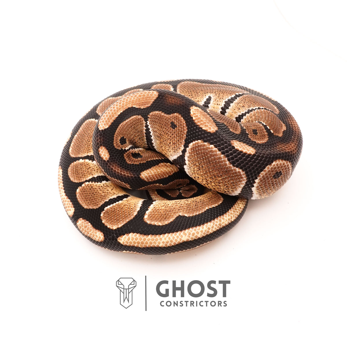 Possible Russo Double Het Clown Hypo Ball Python — Female, 2024 hatch, captive-bred by Ghost Constrictors