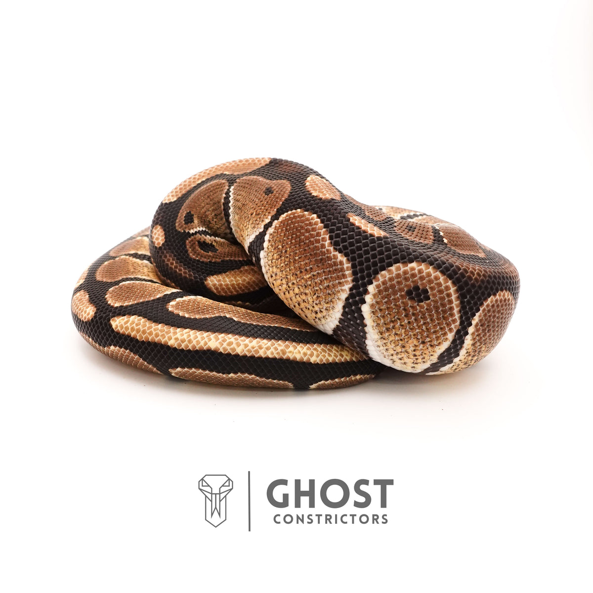 Possible Russo Double Het Clown Hypo Ball Python — Female, 2024 hatch, captive-bred by Ghost Constrictors
