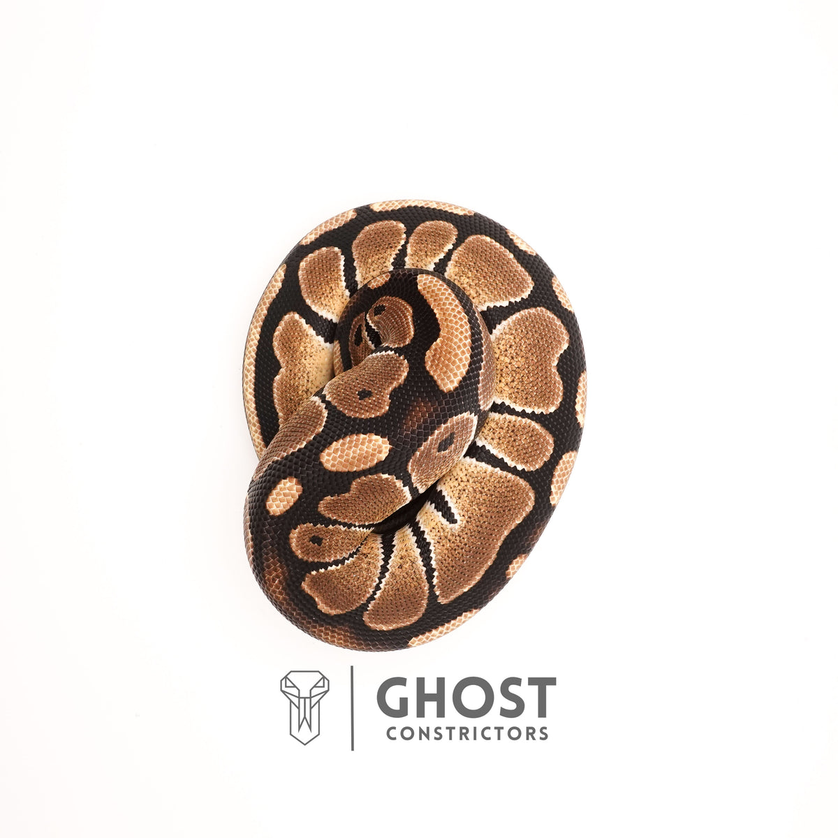 Possible Russo Double Het Clown Hypo Ball Python — Female, 2024 hatch, captive-bred by Ghost Constrictors