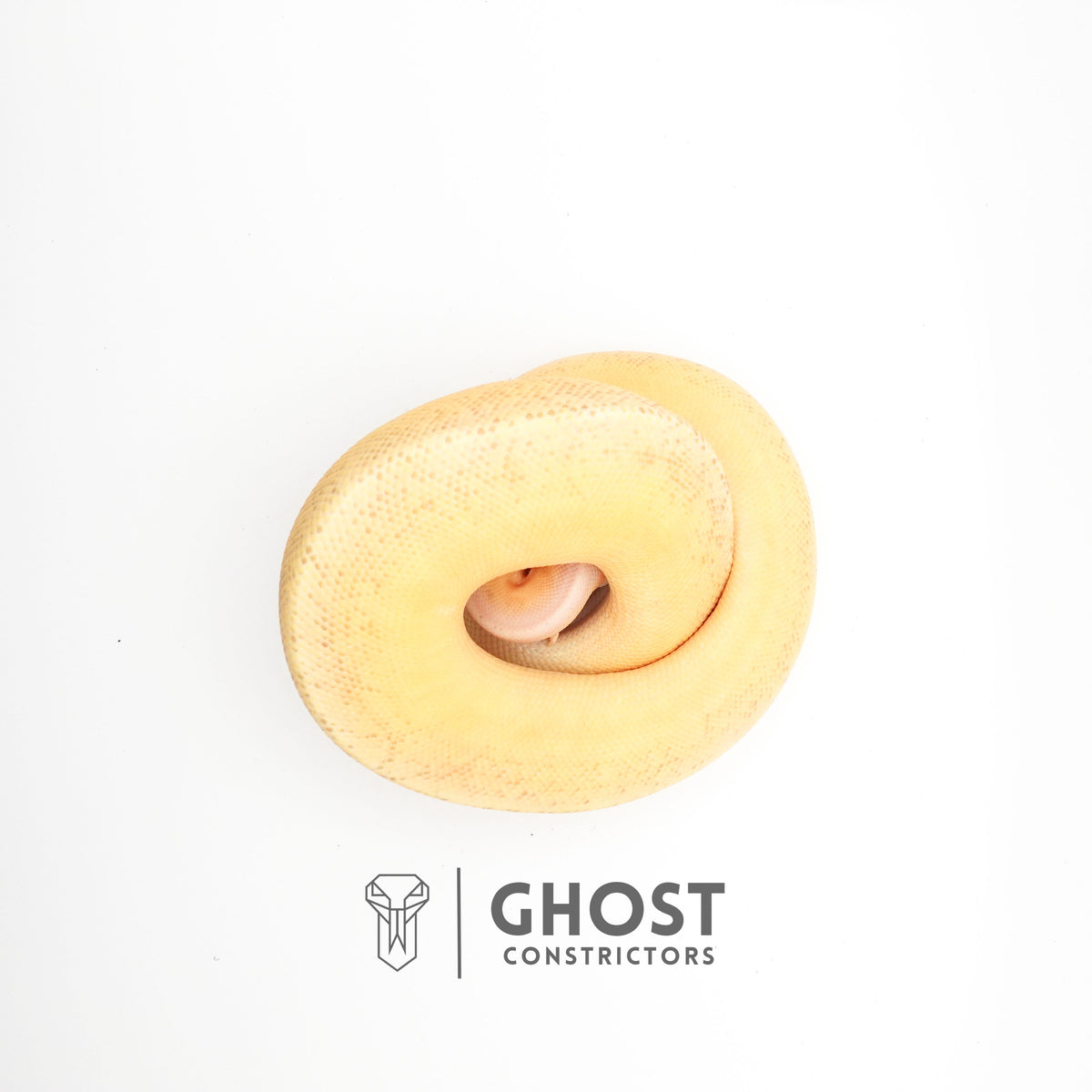 Pinstripe Clown Hypo Ball Python — Male, 2024 hatch, captive-bred by Ghost Constrictors