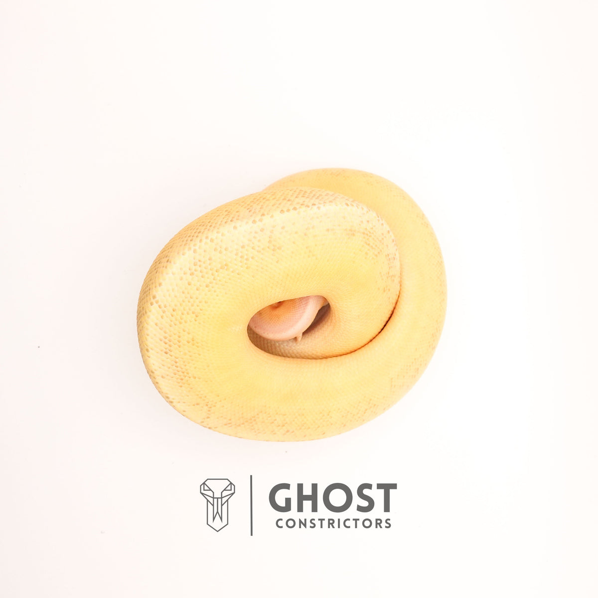 Pinstripe Clown Hypo Ball Python — Male, 2024 hatch, captive-bred by Ghost Constrictors