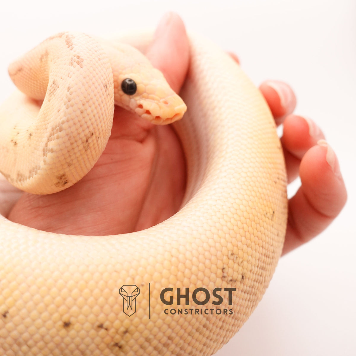 Pastel Pinstripe Clown Hypo — Female, 2024 hatch, captive-bred by Ghost Constrictors