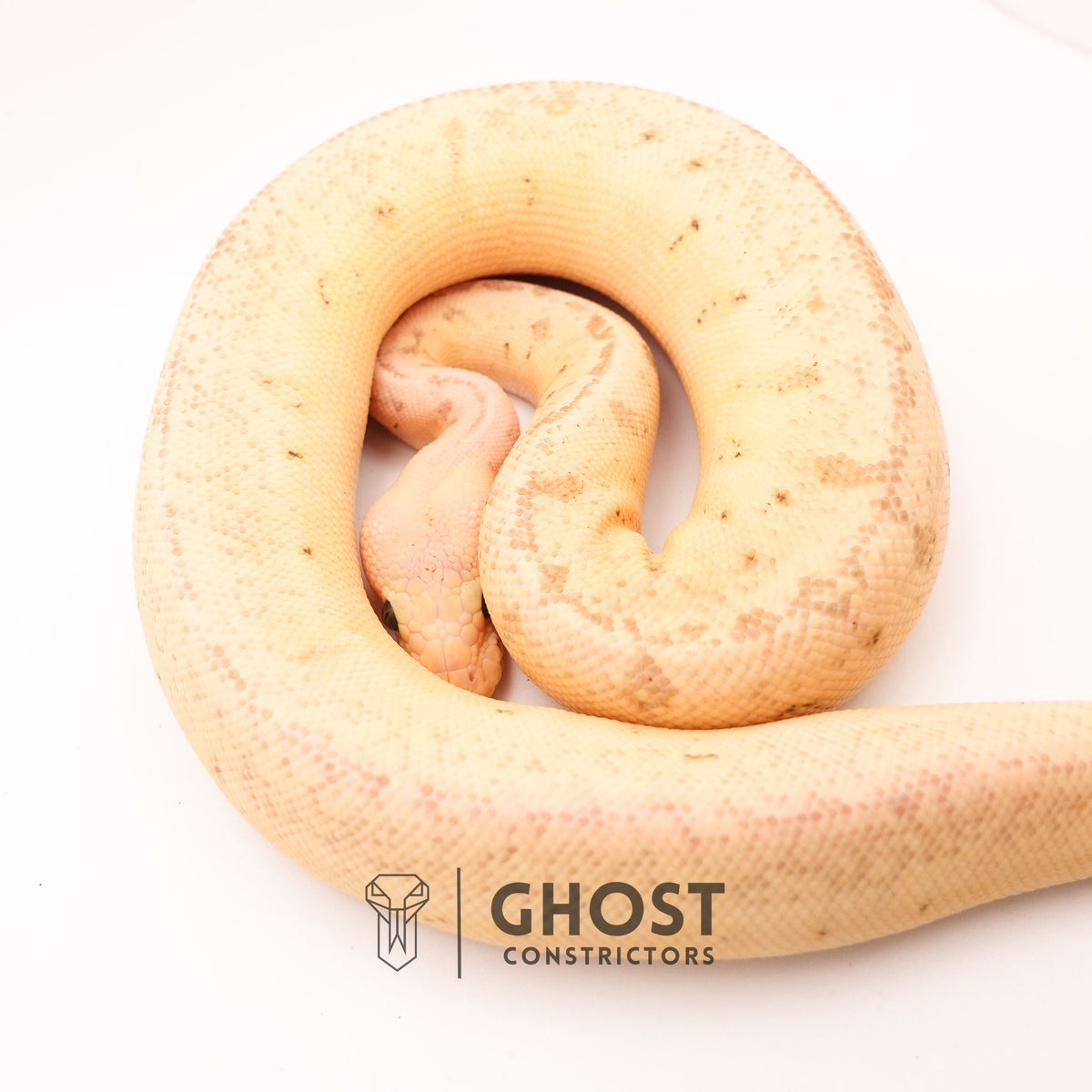 Pastel Pinstripe Clown Hypo — Female, 2024 hatch, captive-bred by Ghost Constrictors