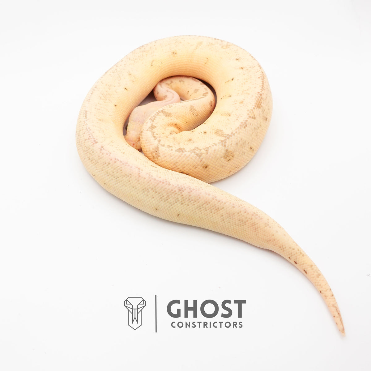 Pastel Pinstripe Clown Hypo — Female, 2024 hatch, captive-bred by Ghost Constrictors