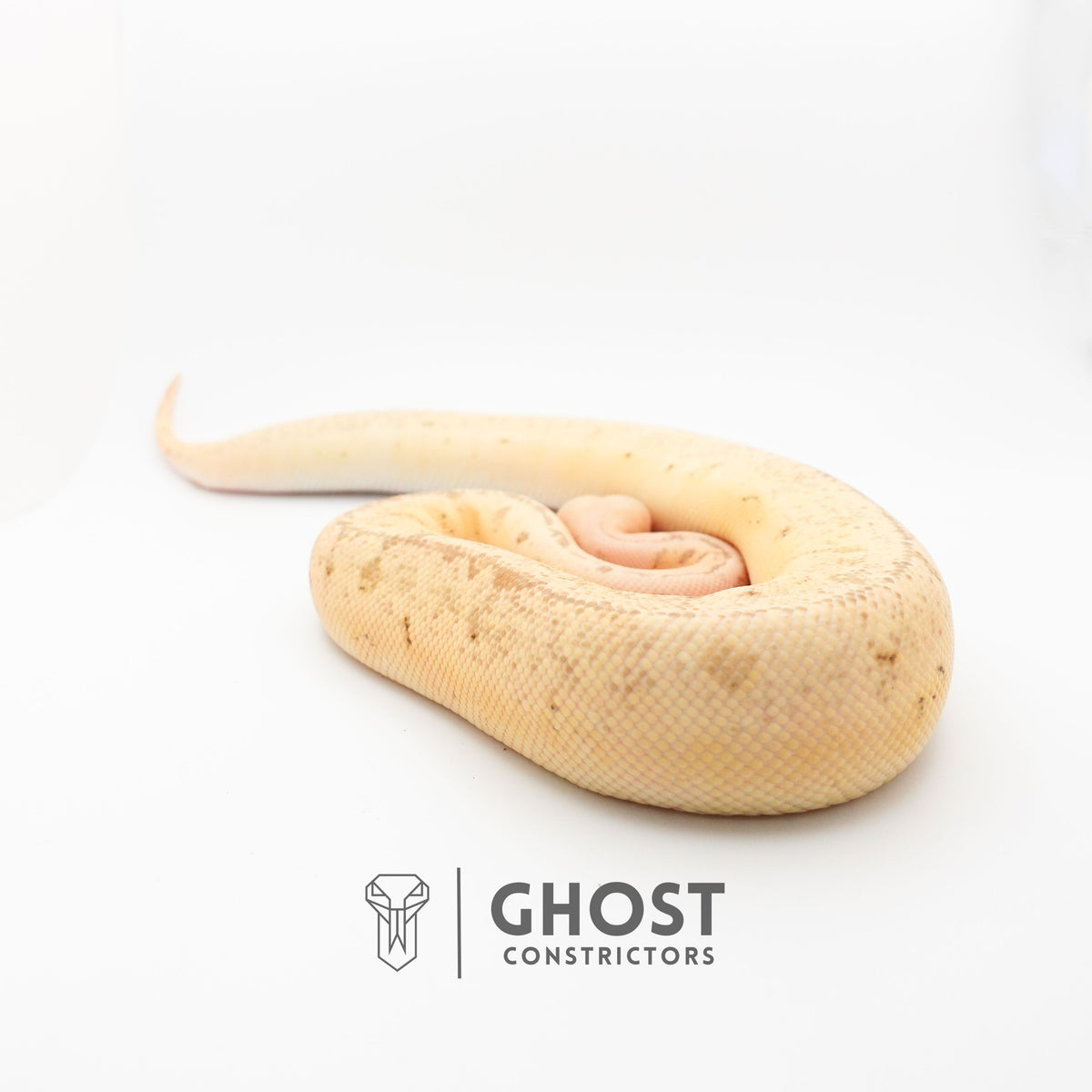 Pastel Pinstripe Clown Hypo — Female, 2024 hatch, captive-bred by Ghost Constrictors