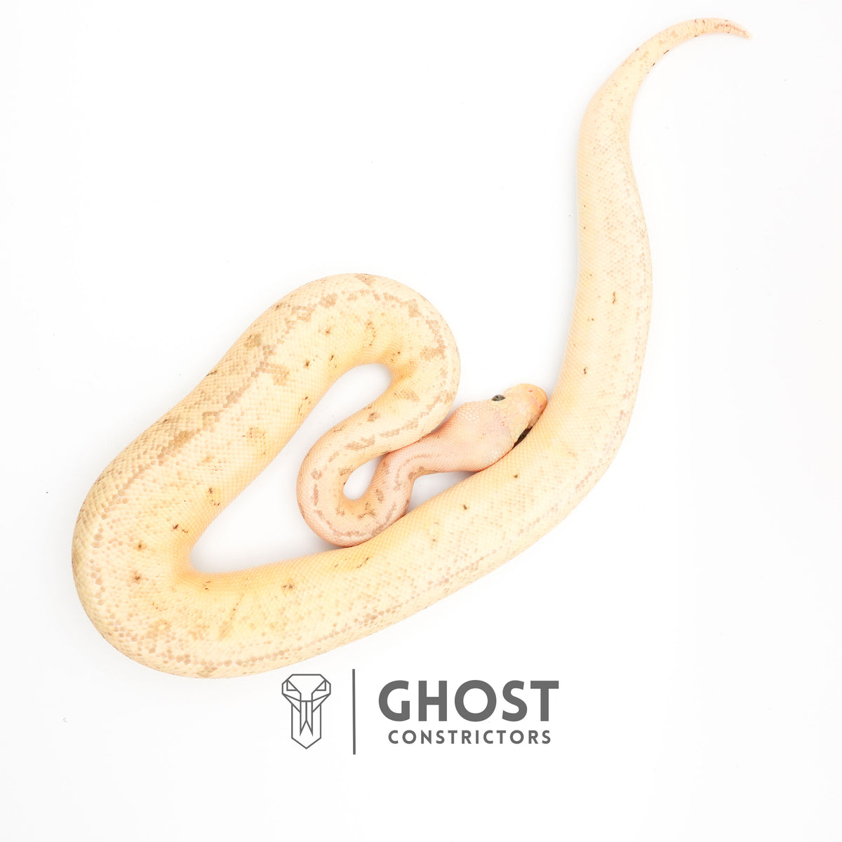 Pastel Pinstripe Clown Hypo — Female, 2024 hatch, captive-bred by Ghost Constrictors